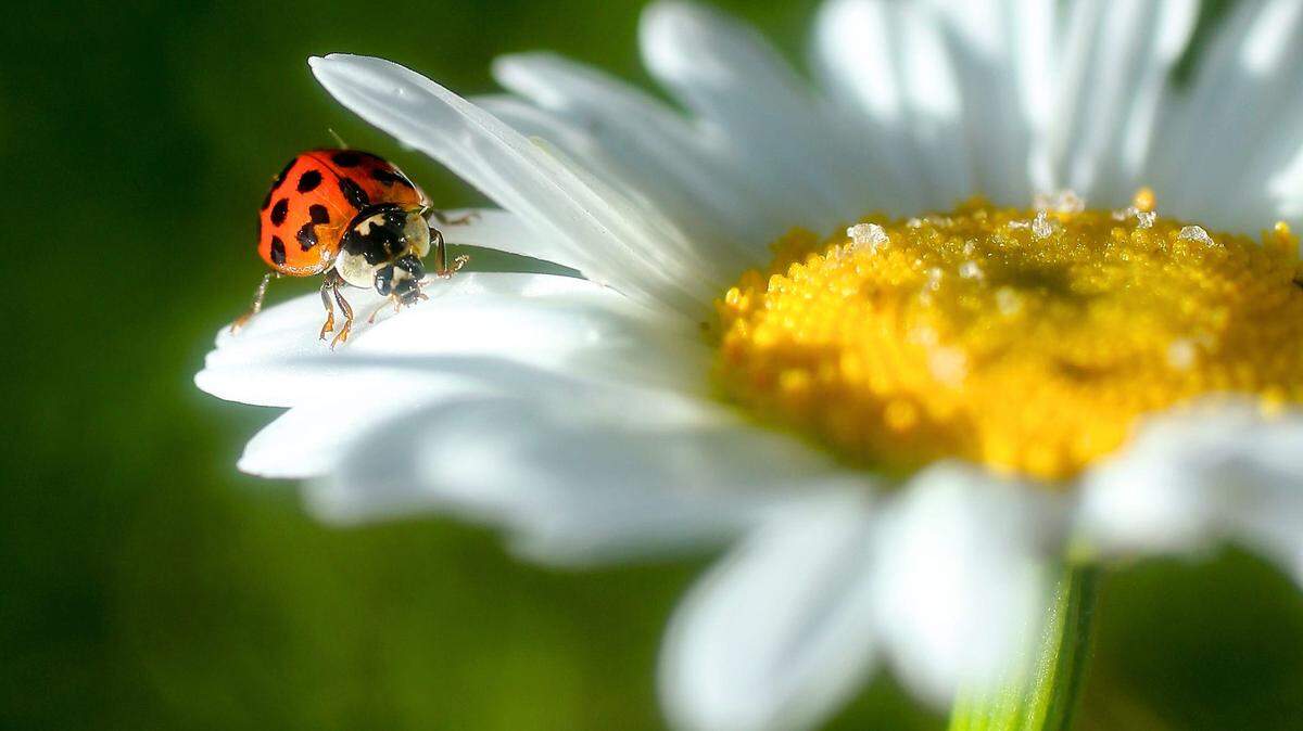 An Asian lady beetle crawls across a daisy bloom in a Washington park on May 14.