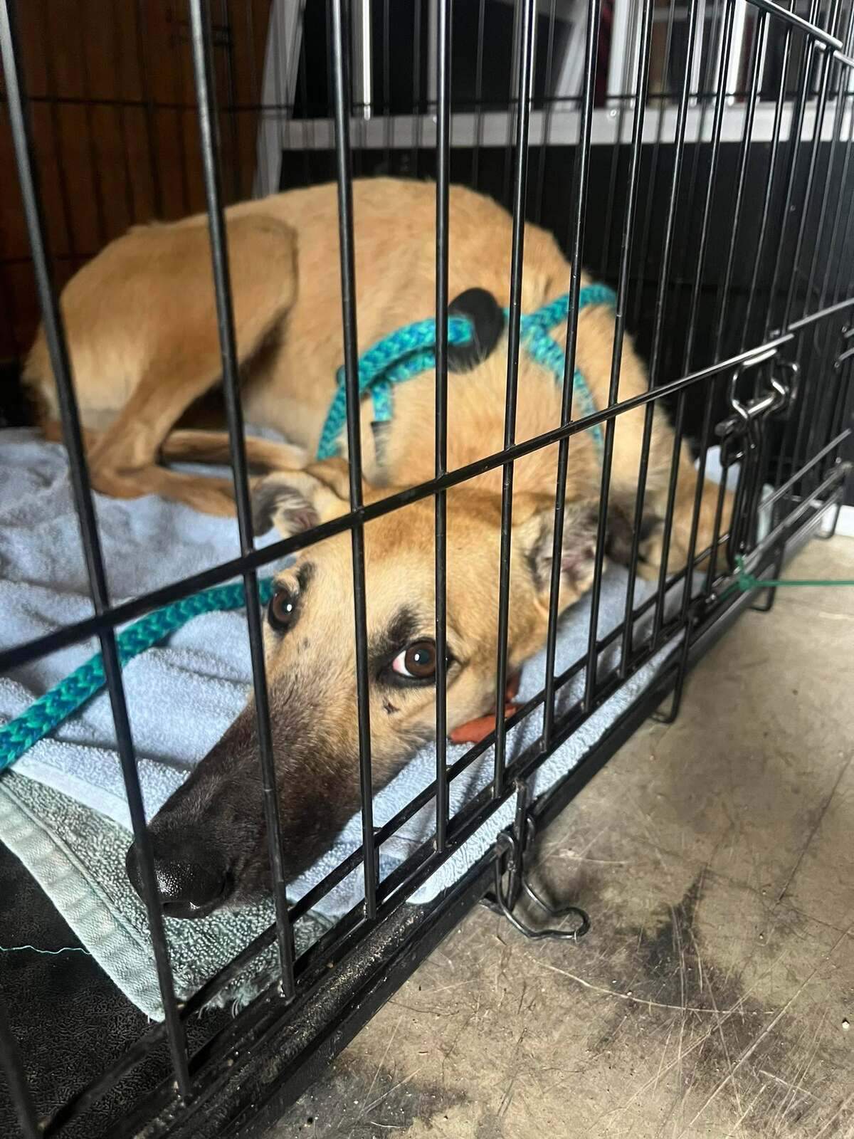 Wade the greyhound looks longingly out of her cage. The dog was reunited with her family last week after being missing for nearly two years.