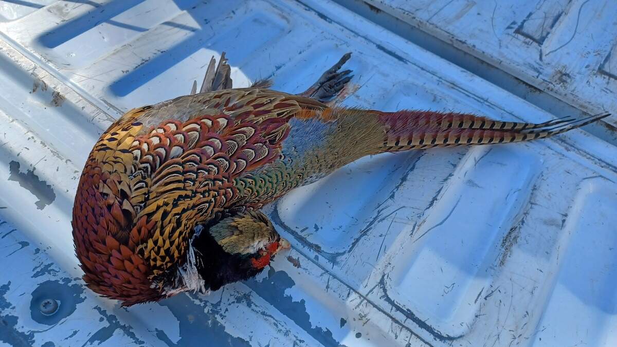 Eagle reporter Chance Swaim shot a ringneck pheasant rooster on Kansas public hunting land on Nov. 13, 2023.