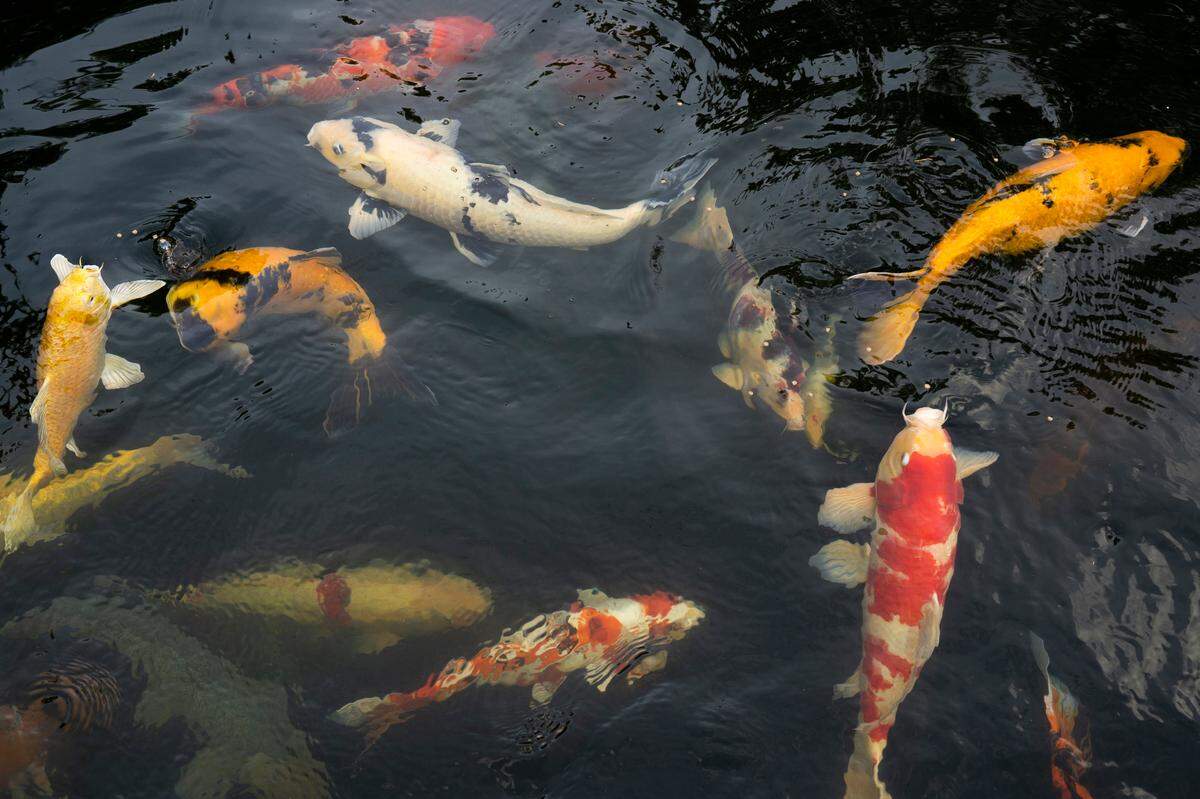 Wanita Wright’s backyard pond at 12 Sandpiper in Wichita near 143rd St. E and Central will be on the Kansas Pond Society’s Water Garden Tour June 18-19. The pond was made by Wright and her late husband by converting the pool and filling it with koi fish.