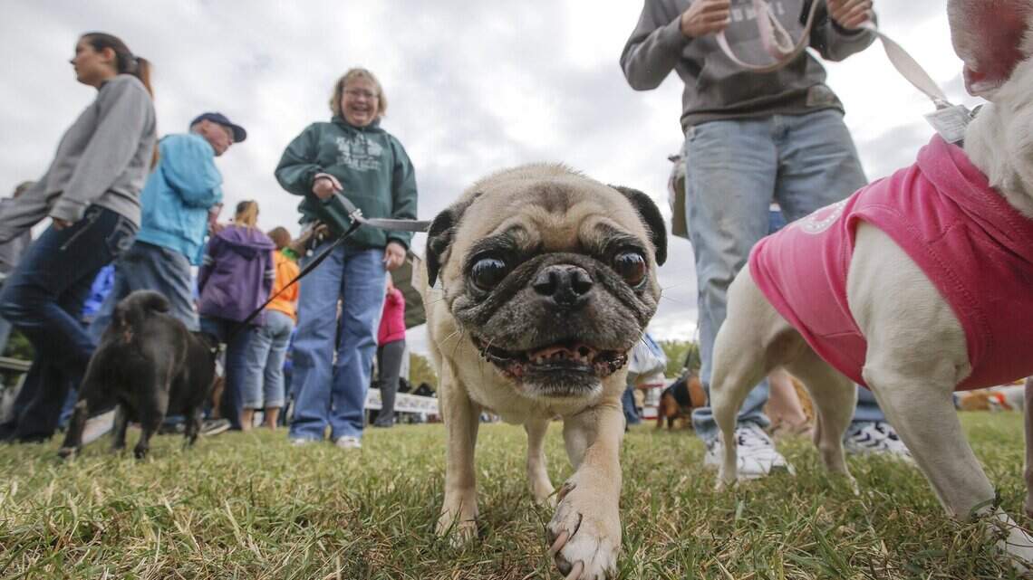 Woofstock, Wags & Whiskers events return this weekend with in-person formats