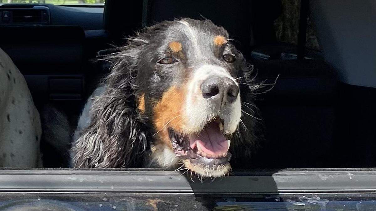 A DoorDash driver is accused of taking Finn, a 14-year-old English Setter, from a west Wichita yard before the company made him return it.