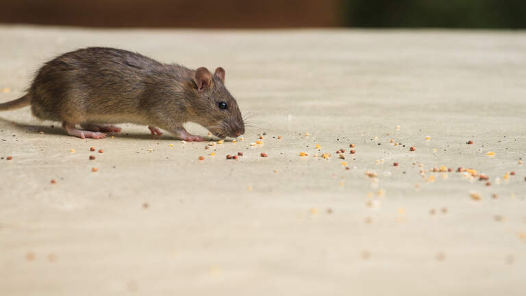 Mouse poop mixed with rice, roaches, dead flies & more at Wichita KS restaurants