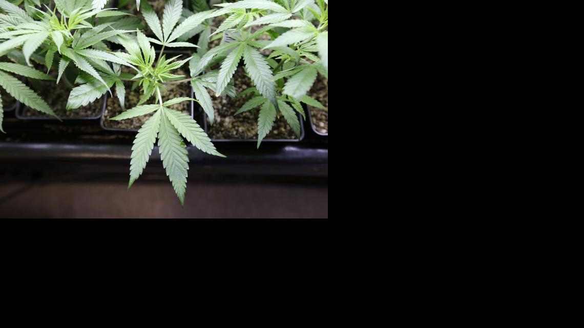 Legalizing Marijuana Background Checks