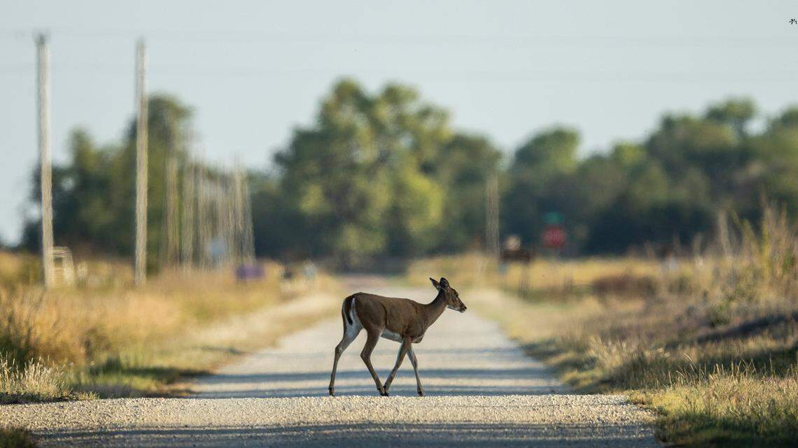 A deer crosses the road as the day ends at the Quivira National Wildlife Refuge in Stafford County on Thursday. 