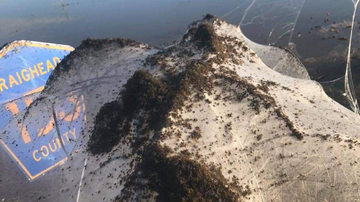 Zach Riggs said he saw thousands of spiders and their webs invading the side of Highway 230 outside of Bono, Arkansas.