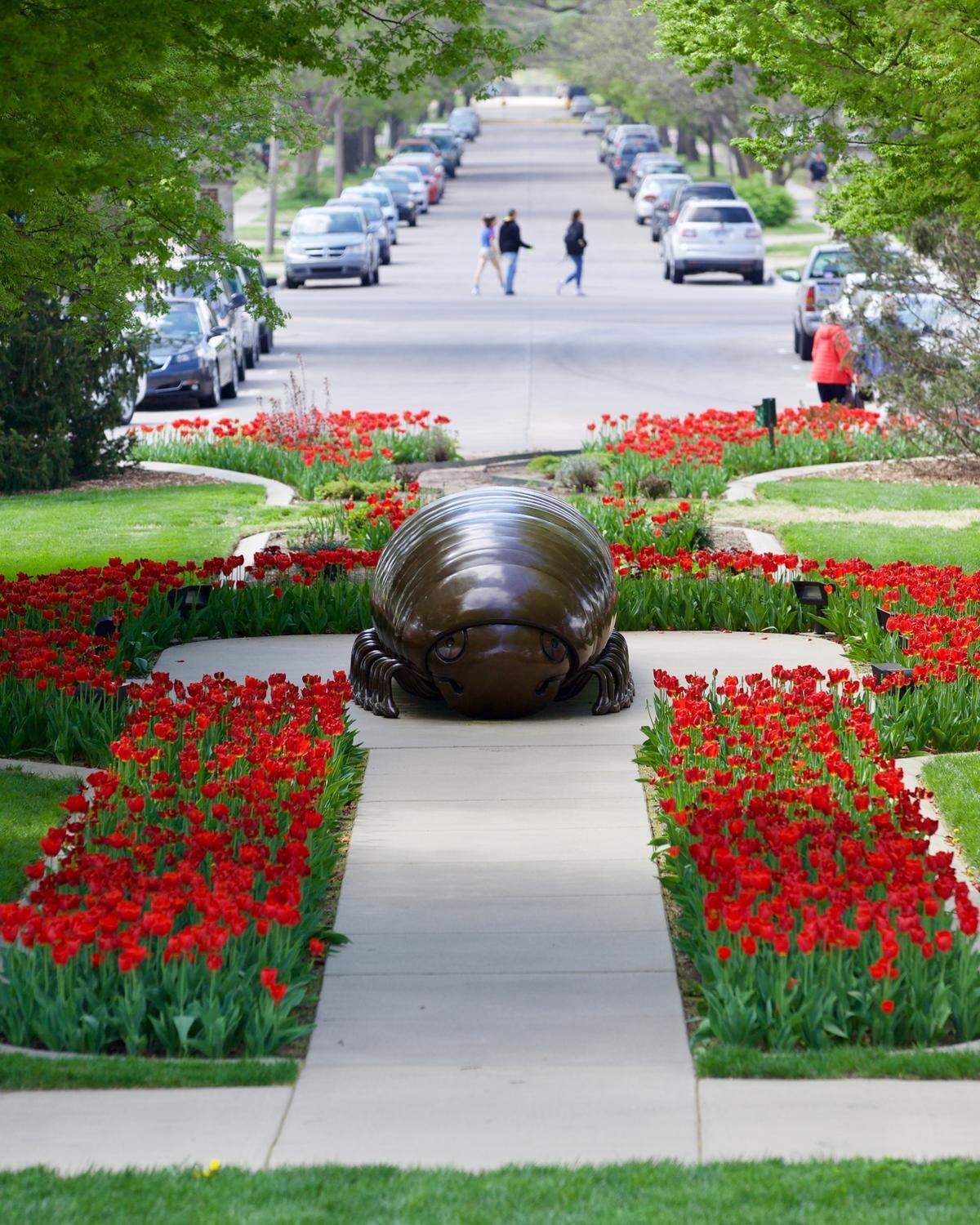 At Wichita State University it’s a tradition to plant red tulips around the Tom Otterness sculpture Millipede near the Fairmount entrance to the WSU campus off 17th street.