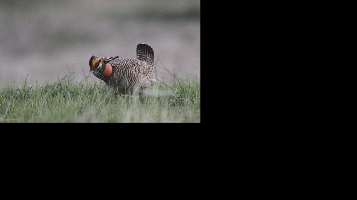 What Kansas needs on wildlife and conservation is common sense, good science and consensus building.

