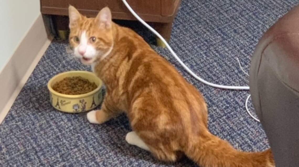Do you know this kitten? It was rescued from a downspout at a downtown Wichita church