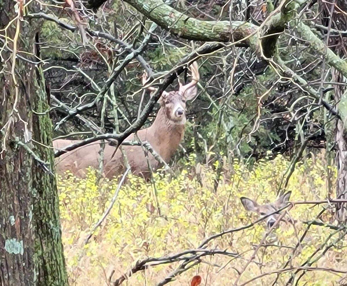 Eagle report Michael Stavola saw this buck on what he assumes is an estrus doe (bottom right) on Monday afternoon while driving by the woods where he was getting ready to hunt. This week, the bucks moved less than last week as they appear to be locking down on doe in heat and isolating them in the thicker part of the woods.