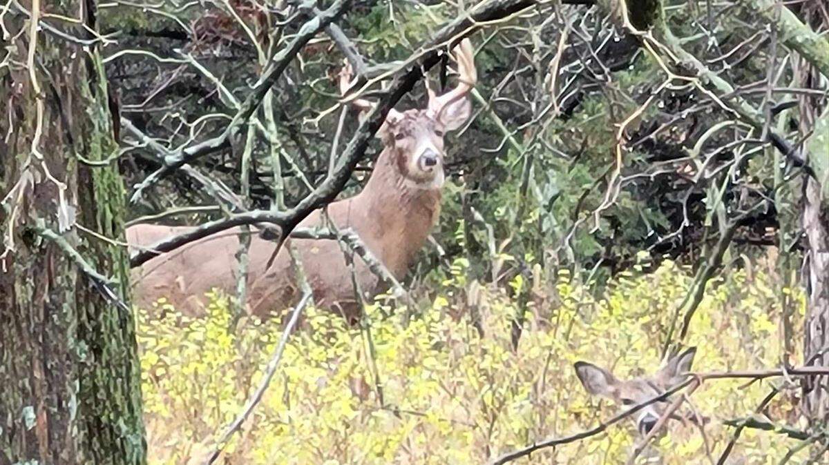 Eagle report Michael Stavola saw this buck on what he assumes is an estrus doe (bottom right) on a Monday afternoon while driving by the woods where he was getting ready to hunt.