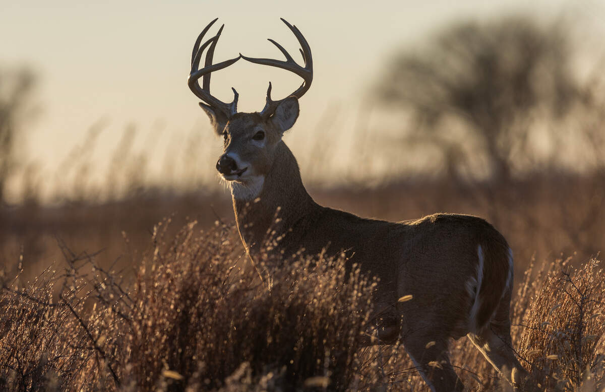 A whitetail buck just before sunset at the Quivira National Wildlife Refuge in Stafford County.