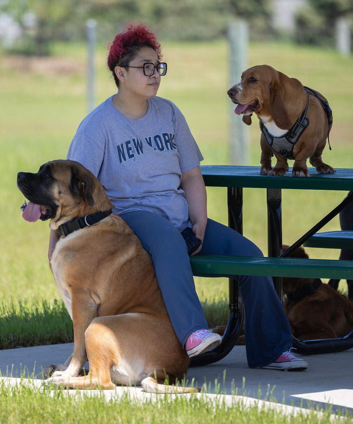 Two dog parks are opening this week in Wichita. The first, a renovated dog park, opened Monday at 2127 N. Meridian and the second, a new park, opens Wednesday at 750 N. Country Acres.