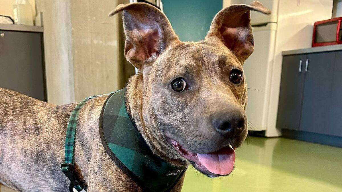 The Kansas Humane Society is offering adult dogs and kittens for $25 through May 15.