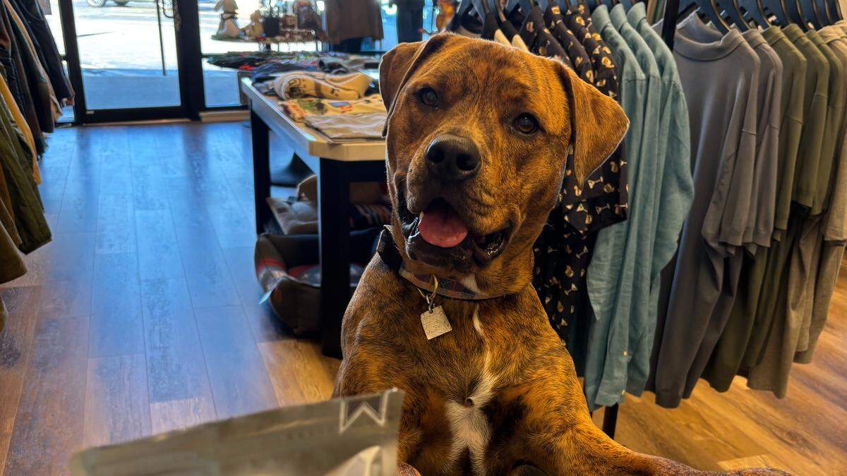 Shoppers, including Tiger, soon will find Frank & Fido’s dog treats and accessories along with men’s clothing within the Aspen Boutique space.