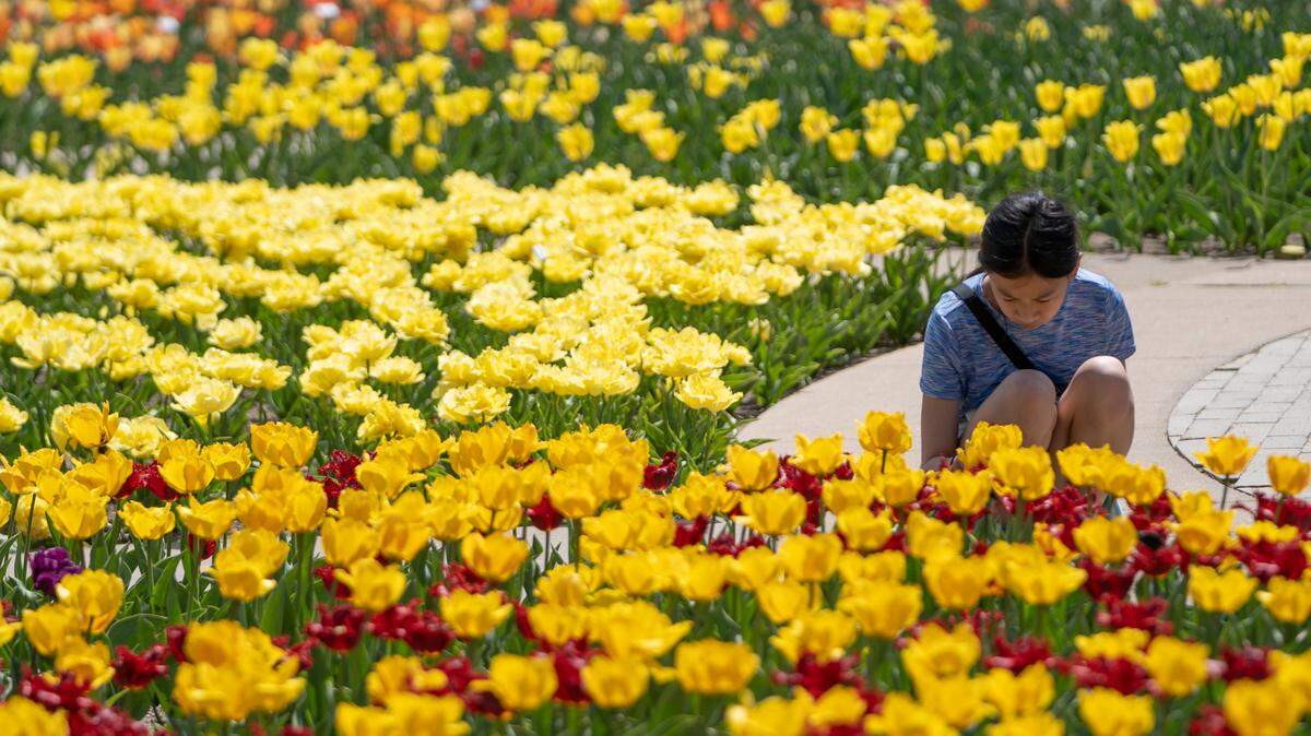 Sophie Susanto looks at tulips in bloom at Botanica on April 5, 2021. Botanica has planted 66,000 tulip bulbs this year in preparation for the Tulip Festival which begins April 2 and will continue the next two Saturdays, April 9 and 16, from 10 a.m. to 2 p.m.