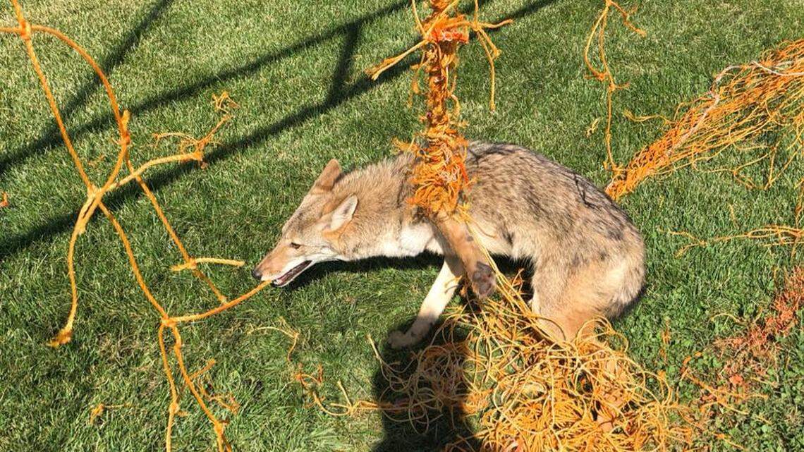 Mr. Wile E. Coyote got tangled up in a soccer net at the Selvidge Middle School fields.