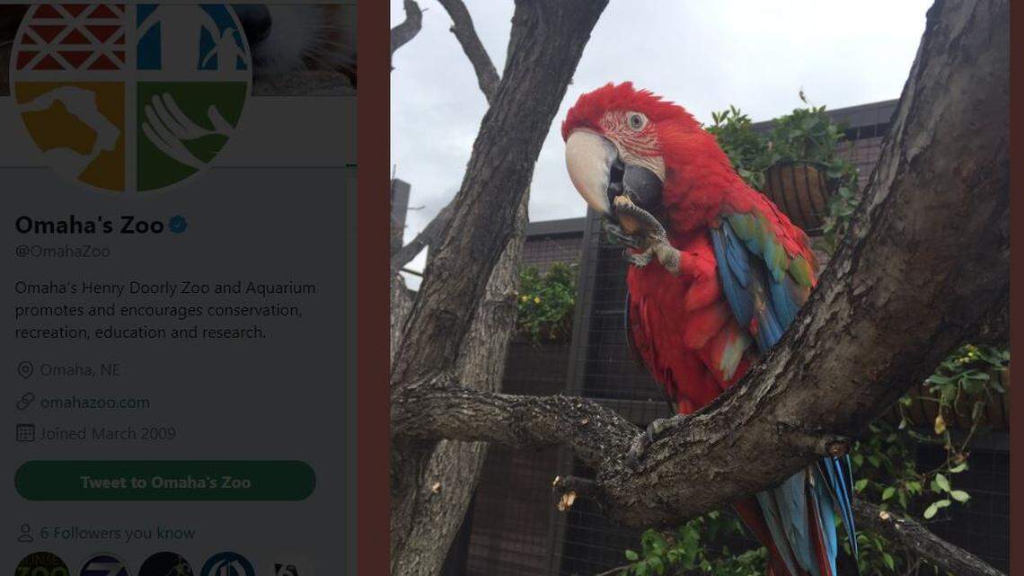 Omaha's Henry Doorly Zoo and Aquarium is asking for help in finding Cayenne, a green-winged macaw. The bird is part of the Birds in Flight program and was startled by a Goodyear blimp flying near the zoo on Sunday.