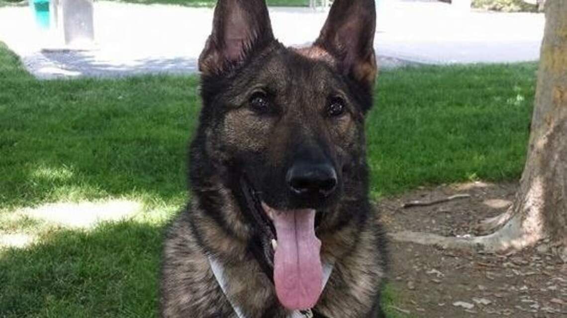 They were moving from Oregon to Wichita, but an airline mix-up sent their dog to Japan