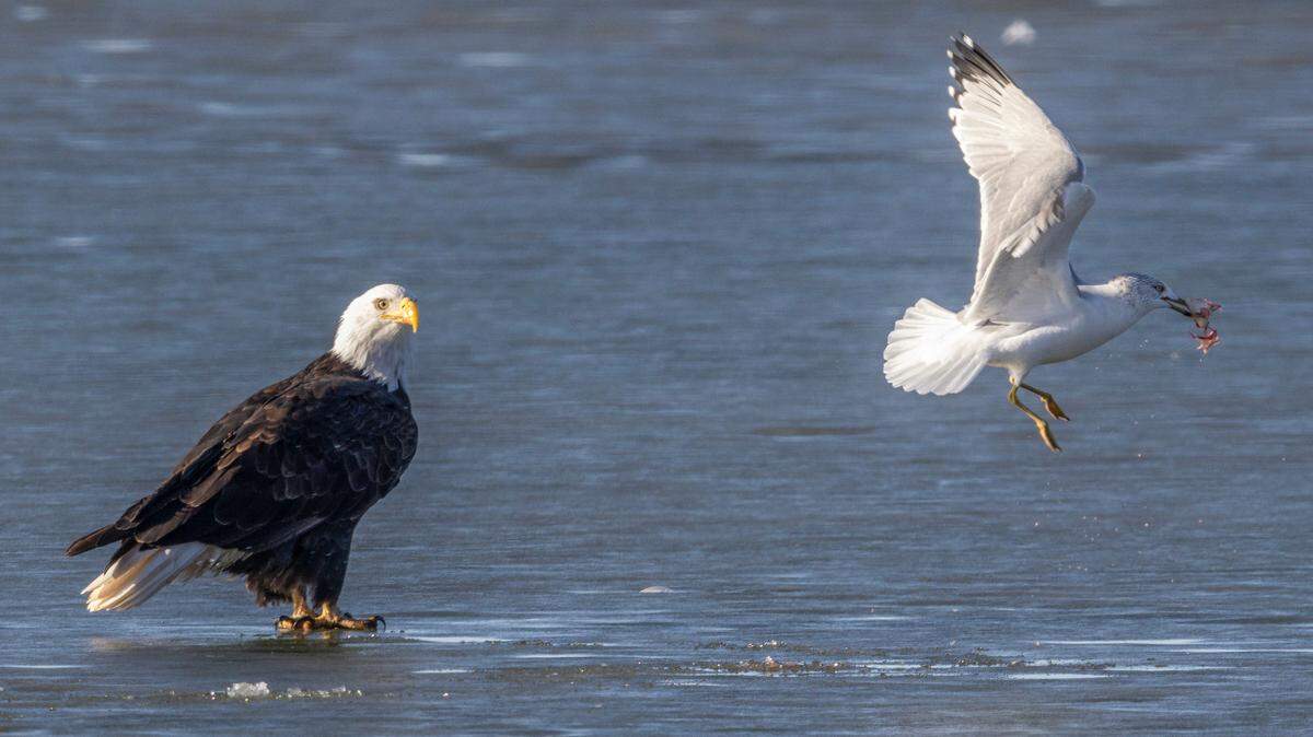 A gull gets away with a morsel of food from a bald eagle on a sheet of ice at Cheney Reservoir in this file photo. Bald eagles are in abundance in Kansas during the cooler months as winter migration patterns bring them south.