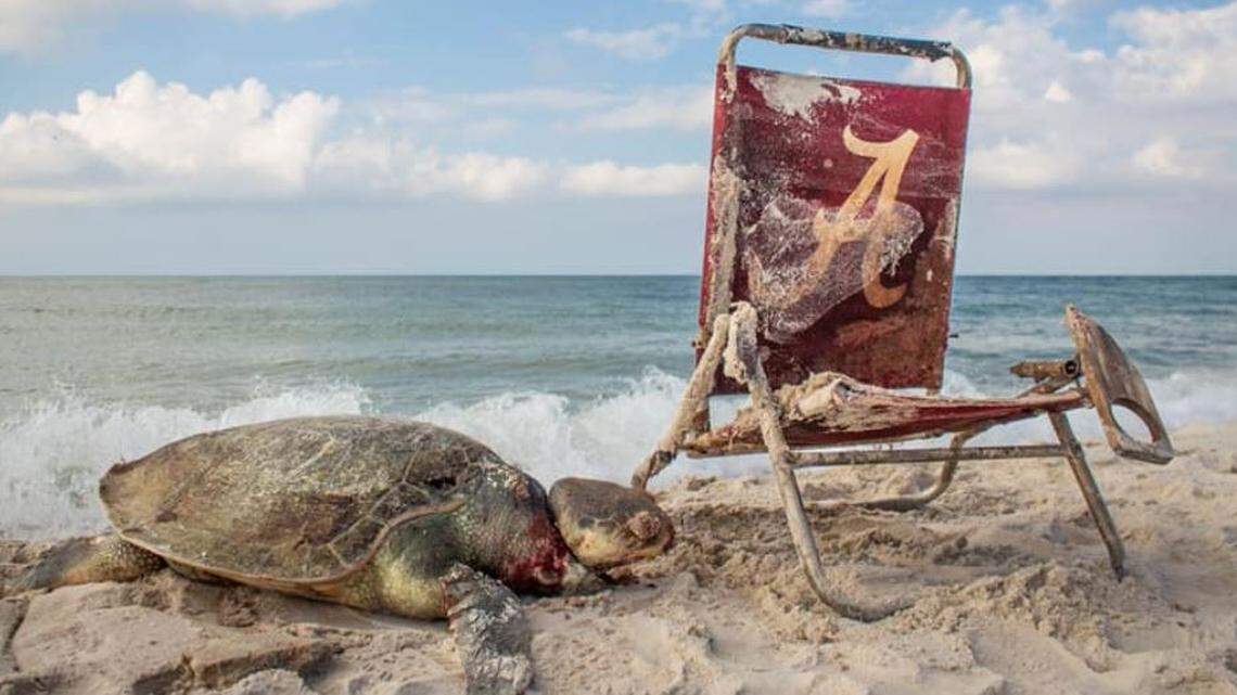 An endangered Kemp’s ridley sea turtle was found dead after it was strangled by an Alabama football beach chair that was tangled around its neck. The turtle was found on the beach along the Fort Morgan coast by Matt Ware.
