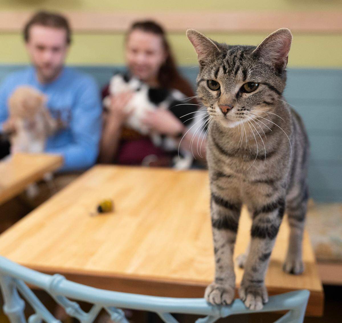 Skrunch is a permanent resident at Snick’s Cat Cafe, but his friends are up for adoption.