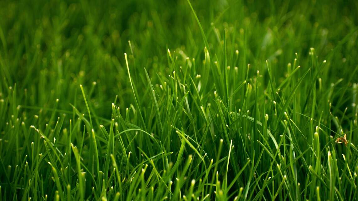 Can I report my neighbor for tall grass or weeds? What Wichita residents can do