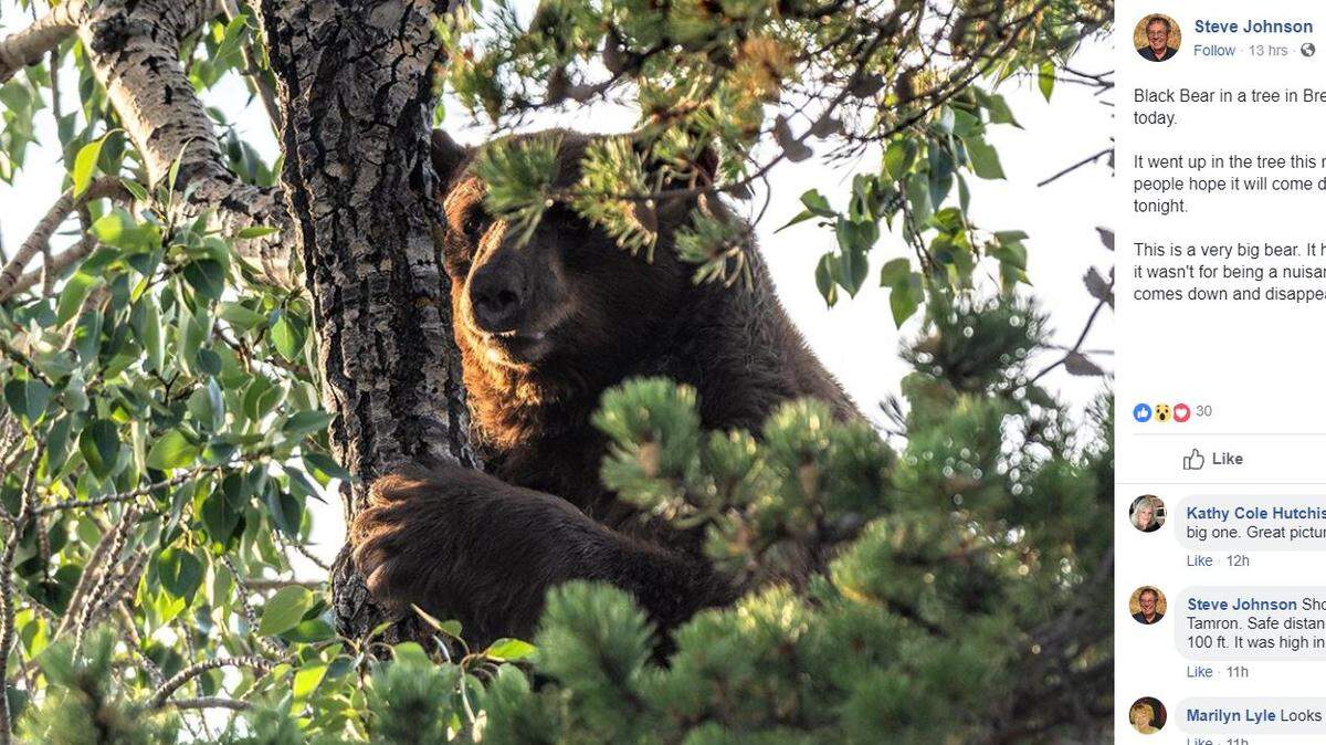 This black bear was hanging in a tree in Breckenride, Colorado.