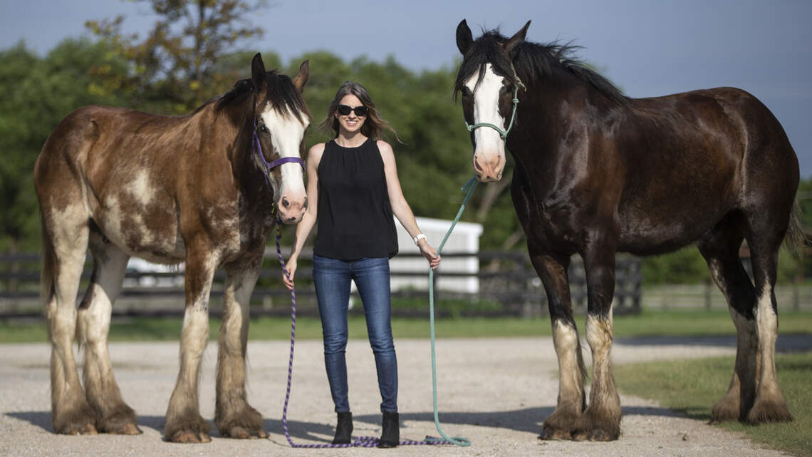Two Clydesdale horses donated to the Wichita Police Department