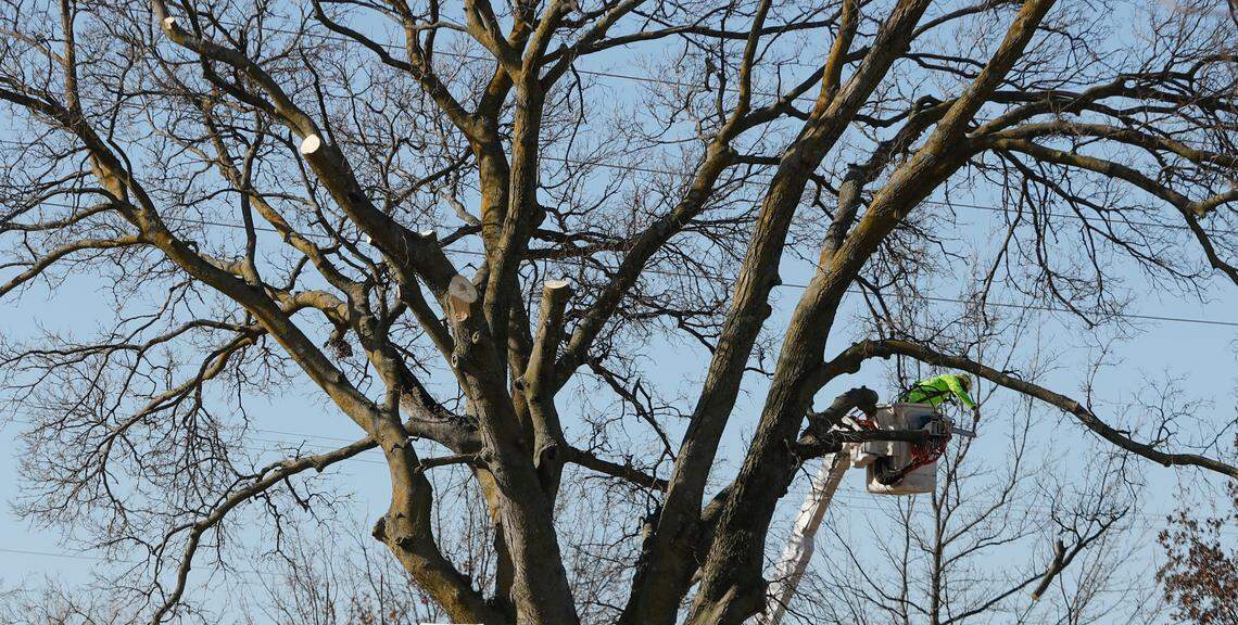 The city is removing this tree along Museum Boulevard to make way for water pipeline. It’s at least 50 and maybe 120 years old.