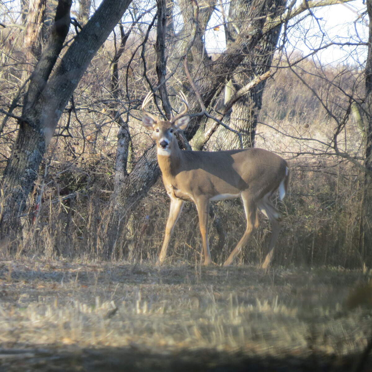 A Kansas white-tailed buck walks a field edge during the rut in Butler County on Nov. 14, 2023.