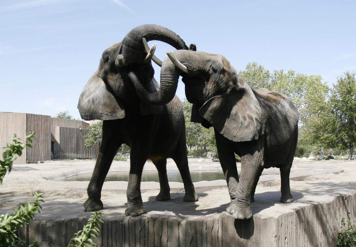 FILE Sedgwick County Zoo elephants Cinda, left, and Stephanie were a popular attraction at the Sedgwick County Zoo before Cinda died in 2014 leaving Stephanie the zoo’s lone elephant. Since Cinda’s death, bringing more elephants to the zoo has been a top priority for zoo officials.