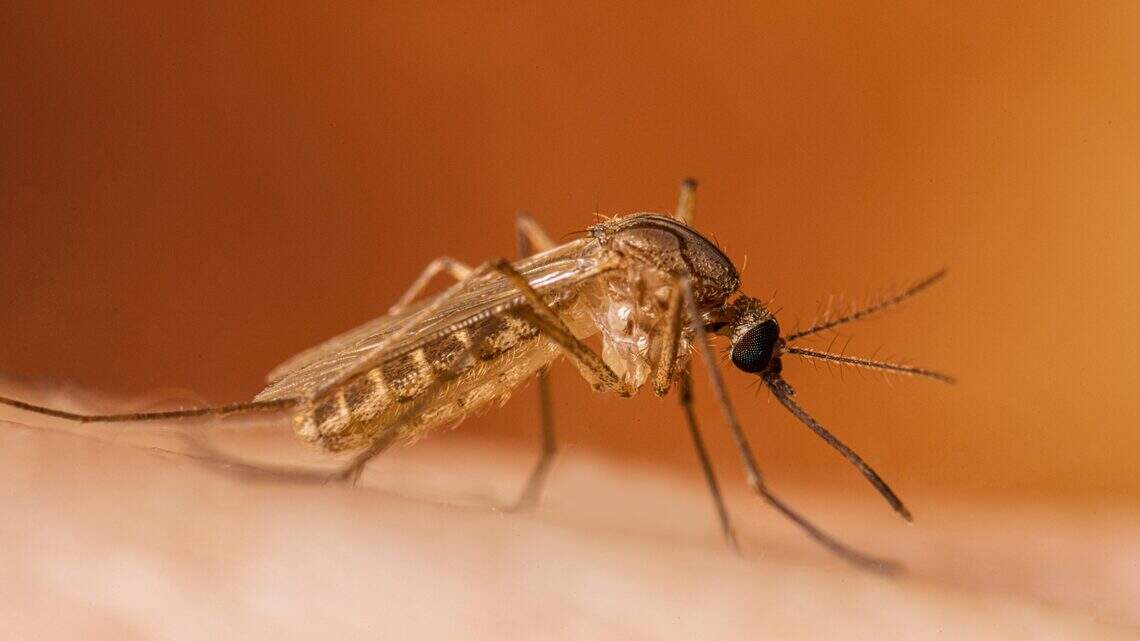 There’s high risk of being bitten by mosquito carrying West Nile virus in Kansas