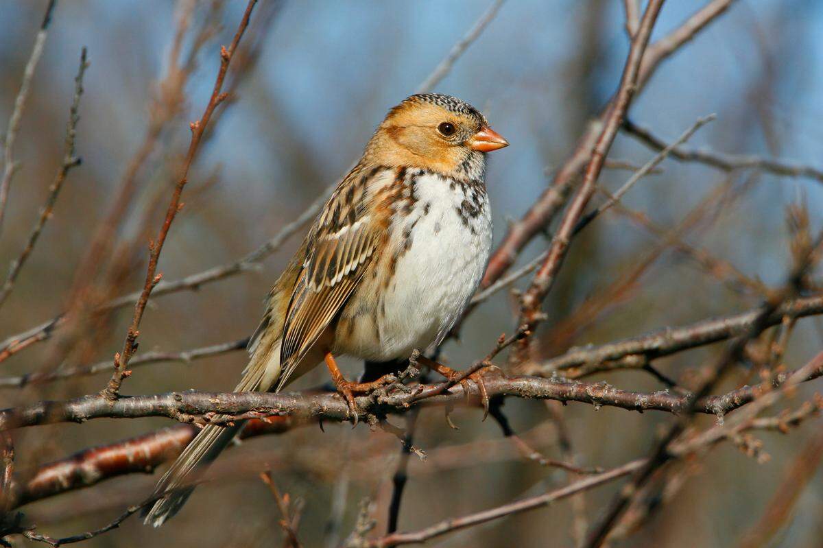 A Harris’s Sparrow is seen in this file photo. It can be spotted this time of year in Kansas.