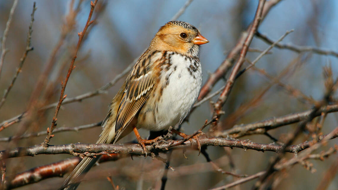 Winter is a ‘critical time’ to fill your Kansas bird feeder. But don’t miss this step