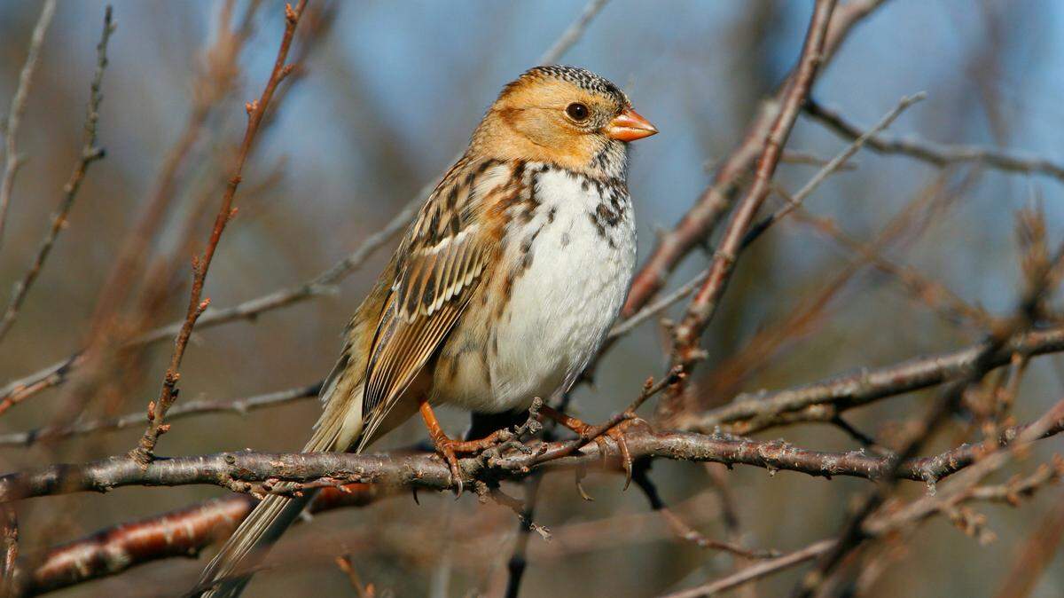 A Harris’s sparrow is seen in this file photo. It’s one of several birds looking for food in and around Kansas in the wintertime.