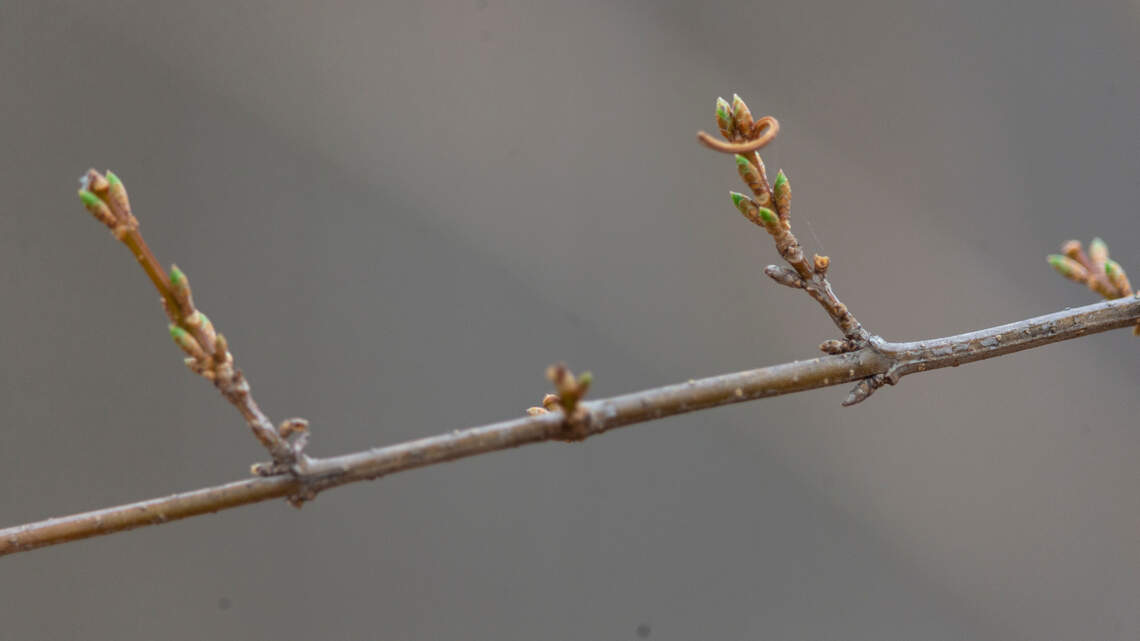 What to do if your trees and plants are prematurely budding with the unseasonal temps