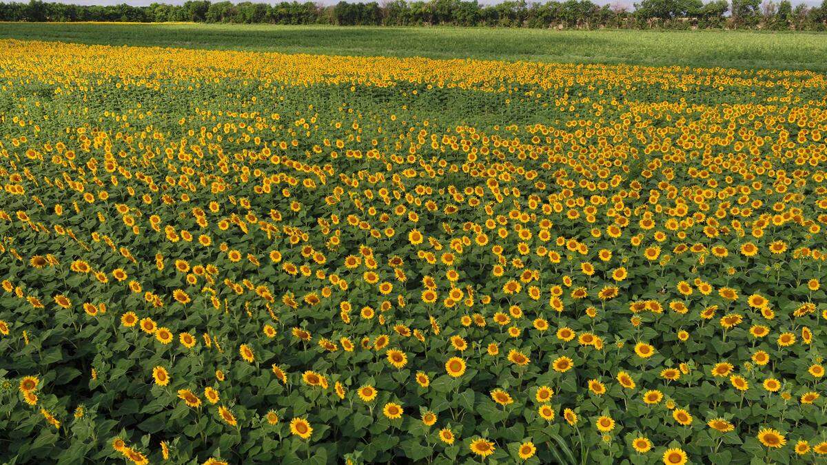 A sunflower field in bloom in 2018 at Klausmeyer Farm and Pumpkin Patch in Clearwater. They expect their second sunflower field of the season to be in full bloom around August 15, 2020. Admission to the sunflower trail is $2 per person.