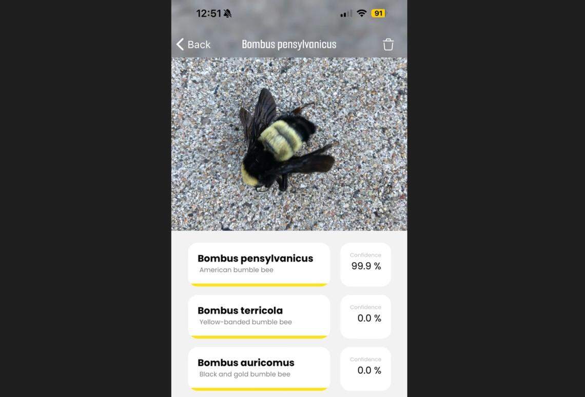 After dead bumblebees turned up in a Raymore, Missouri, backyard, BeeMachine identified them with nearly 100% confidence as American bumblebees, a species that has vanished from parts of its range.