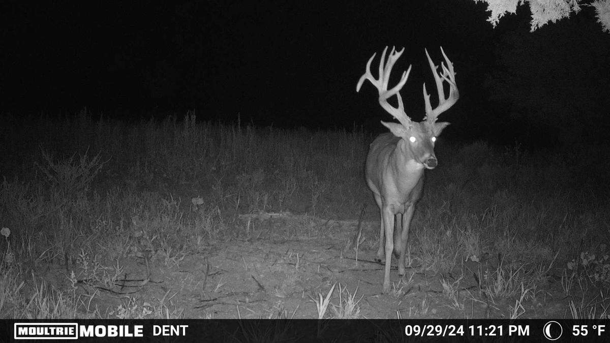 Dallas Birk’s massive buck leaving after stopping to eat the corn and mineral he put out.