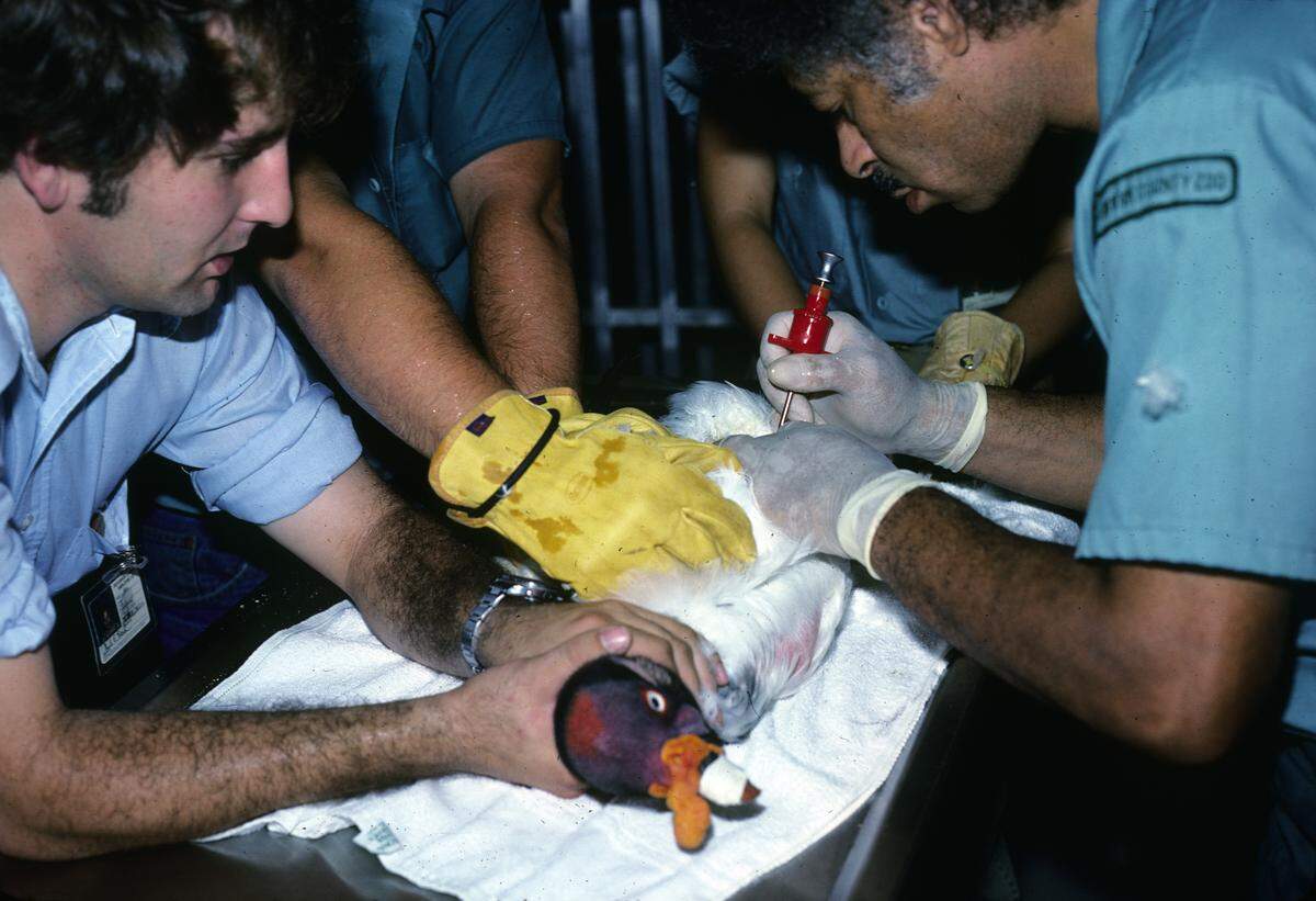A young Mark Reed, left, assists with an ailing king vulture at the Sedgwick County Zoo.