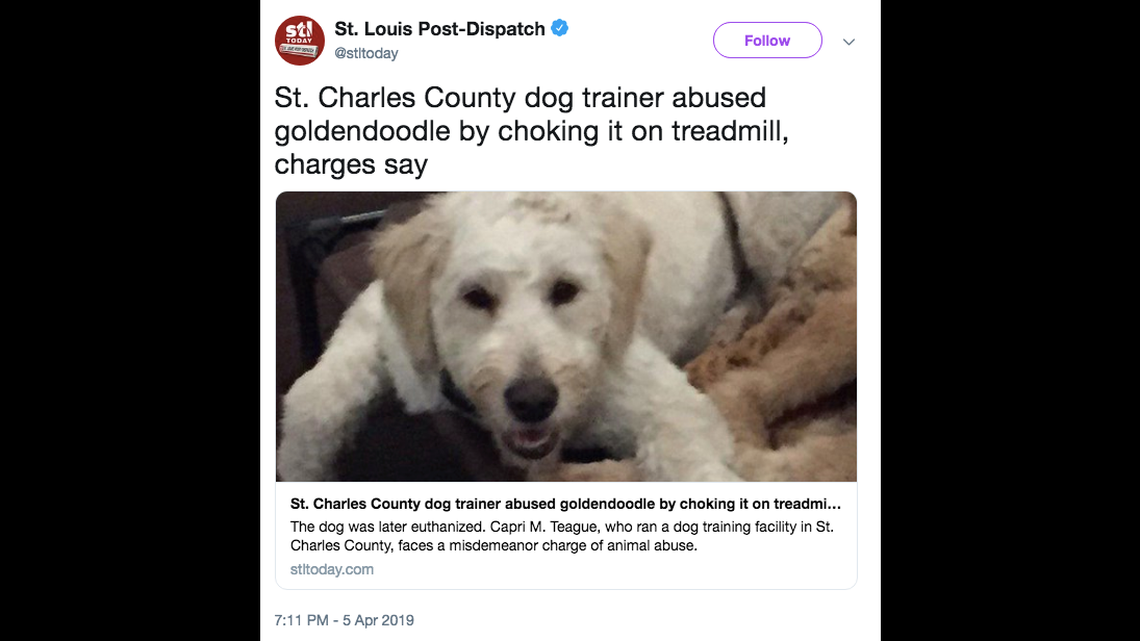 Cash the goldendoogle was euthanized after he was choked on the treadmill at a dog training session, charging documents say.