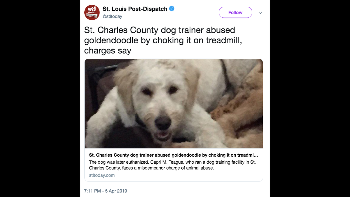 Cash the goldendoogle was euthanized after he was choked on the treadmill at a dog training session, charging documents say.