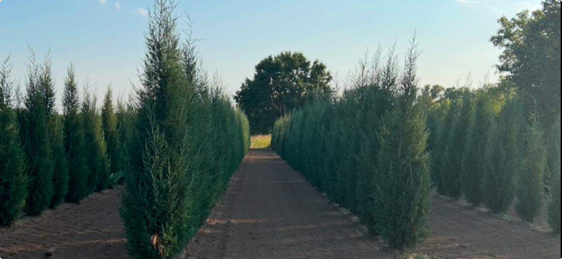 Hillside Nursery’s tree farm a mile south of Derby has almost 100 varieties of trees growing.