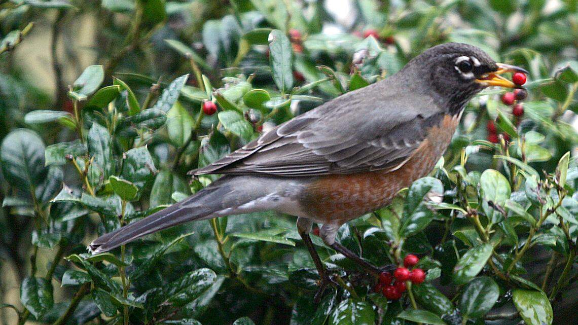 An American robin, also known as a redbreast, grabs a berry on Jan. 4, 2006, in Tyler, Texas.