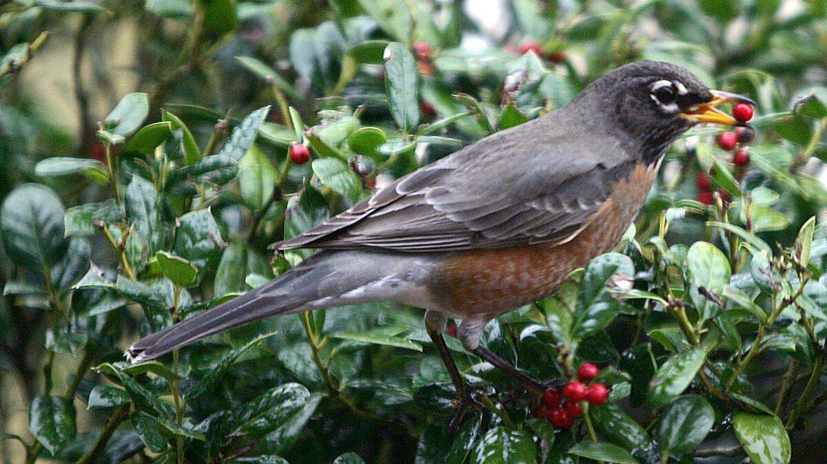 An American robin, also known as a redbreast, grabs a berry on Jan. 4, 2006, in Tyler, Texas.