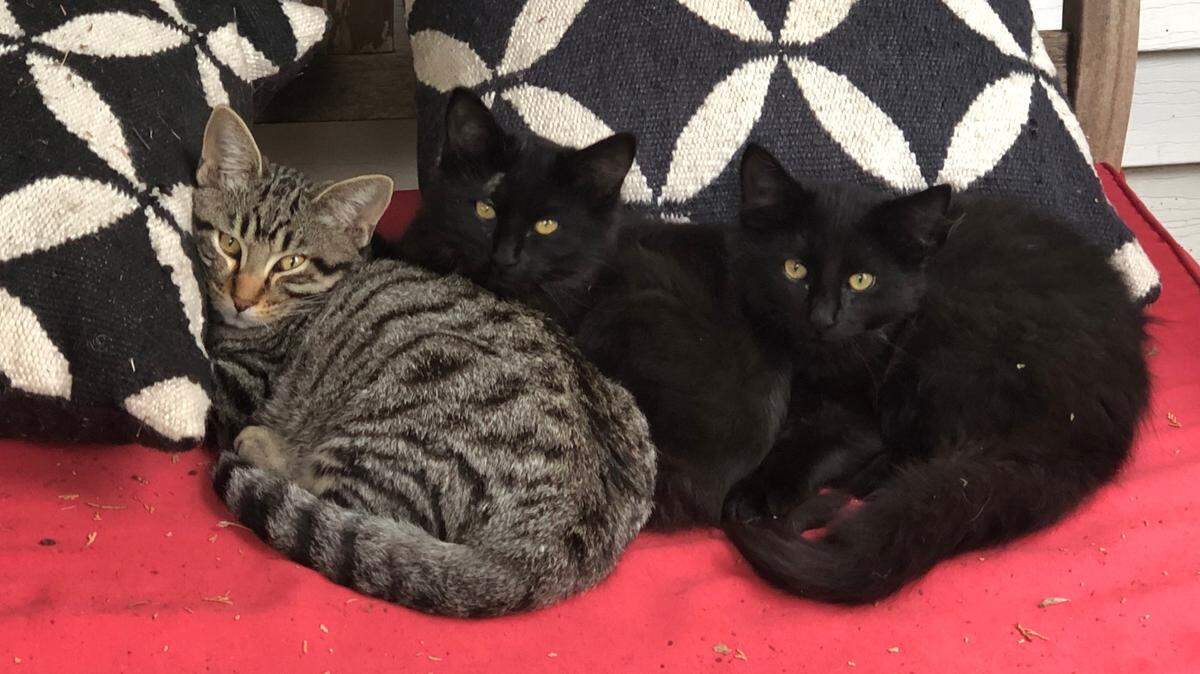 Calvin, left, Essie, center, and No Name snuggle on my once-clean cushions. They’re three of the four kittens their mama, Whiskers, chose to raise on our back patio.
