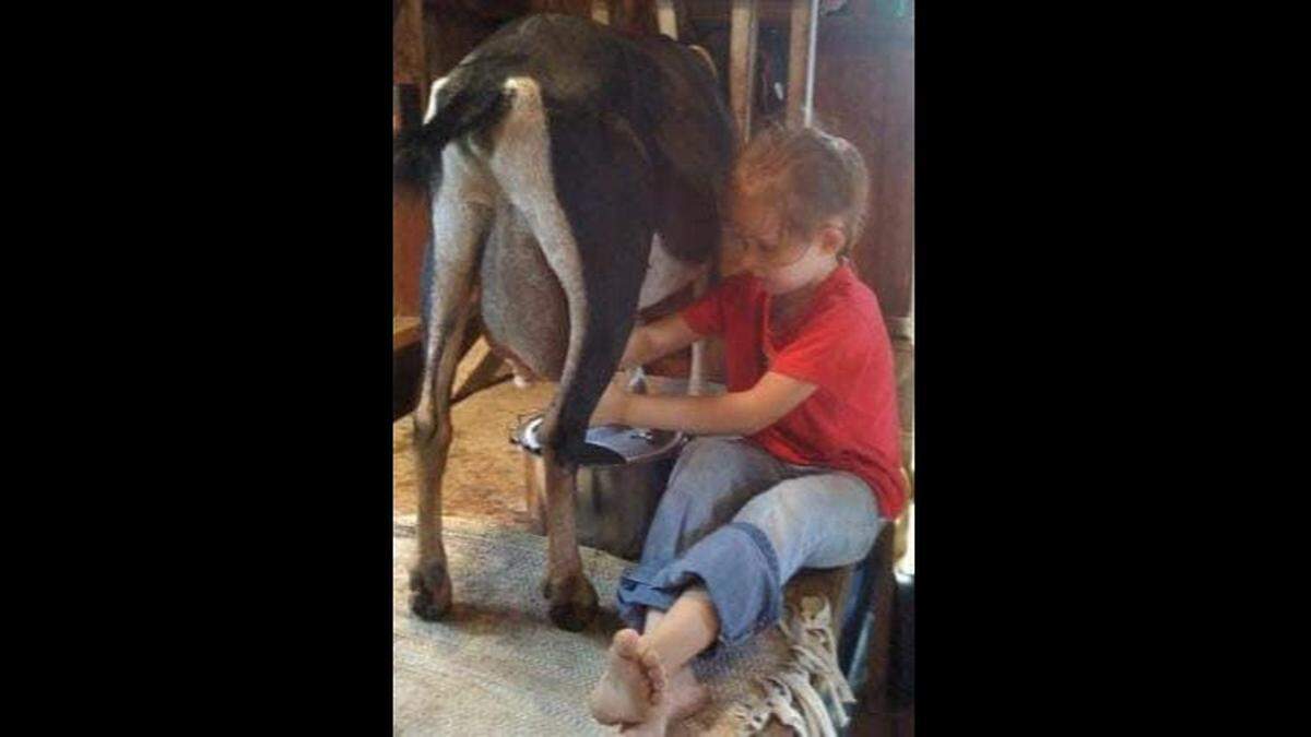 Emma Brungardt, the 2024 Miss Teen Rodeo Kansas, milks a goat when she was a young child. She died in an Oct. 4 accident.