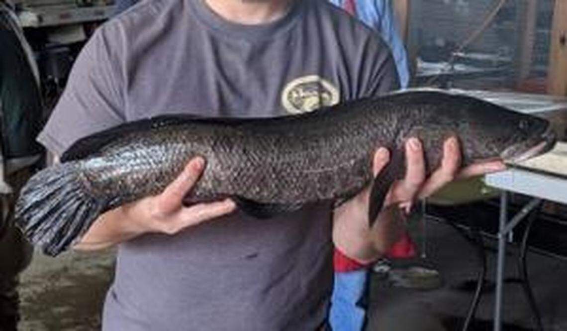 An invasive Northern snakehead fish was caught in Missouri on April 25, 2019.
