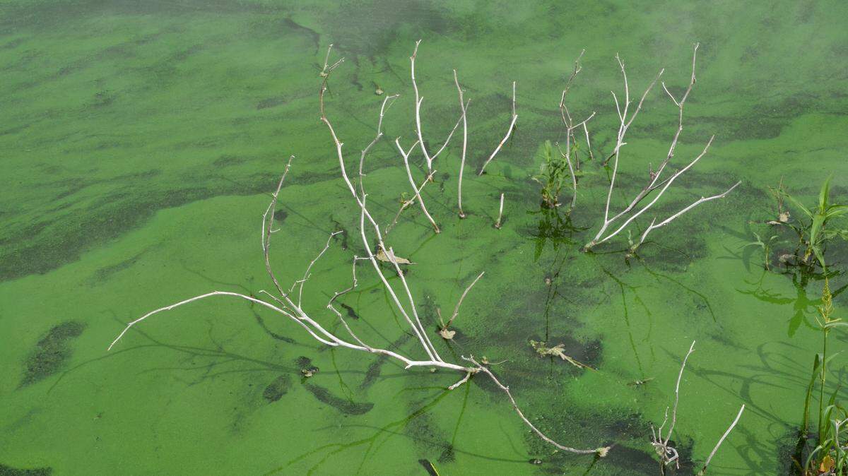 The “spilled paint” appearance often associated with a harmful blue-green algae bloom.